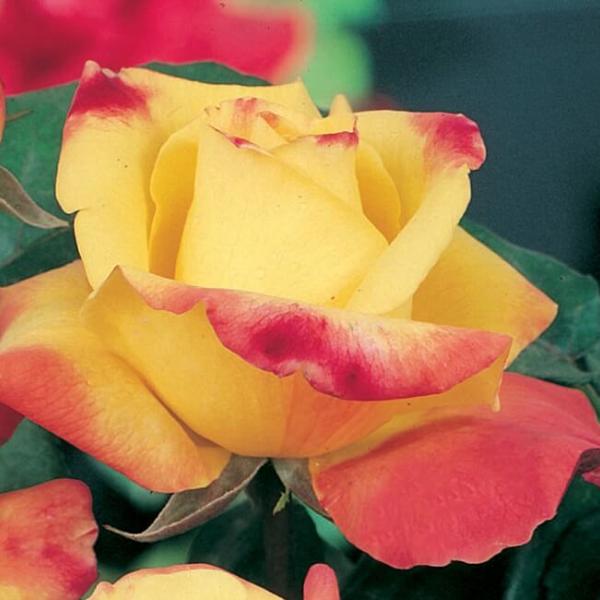 HORTICOLOR ® Lapbal